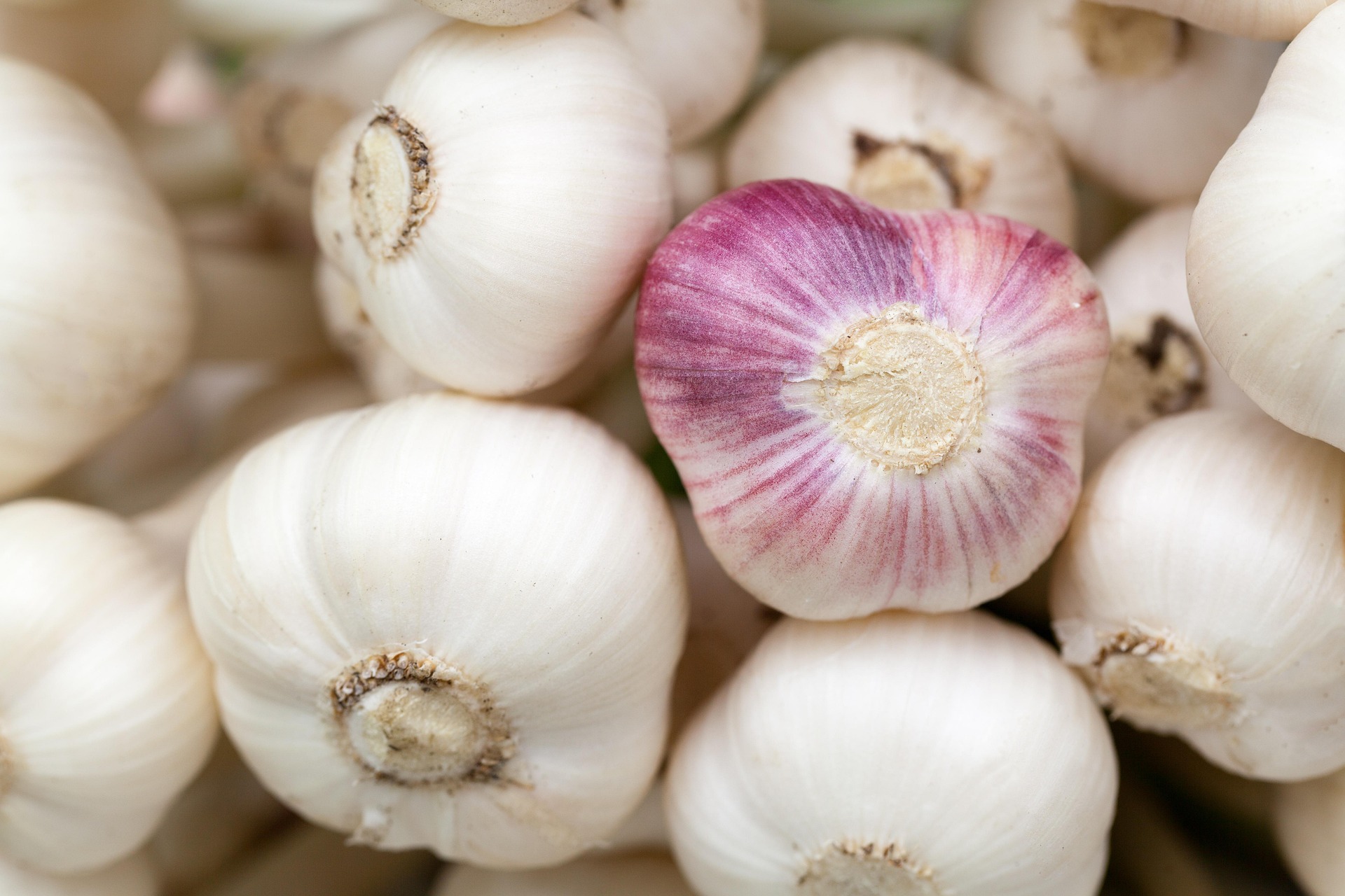 Garlic photo 1