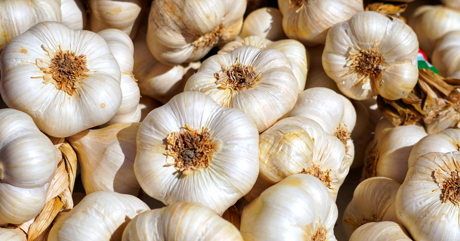 Garlic photo 2