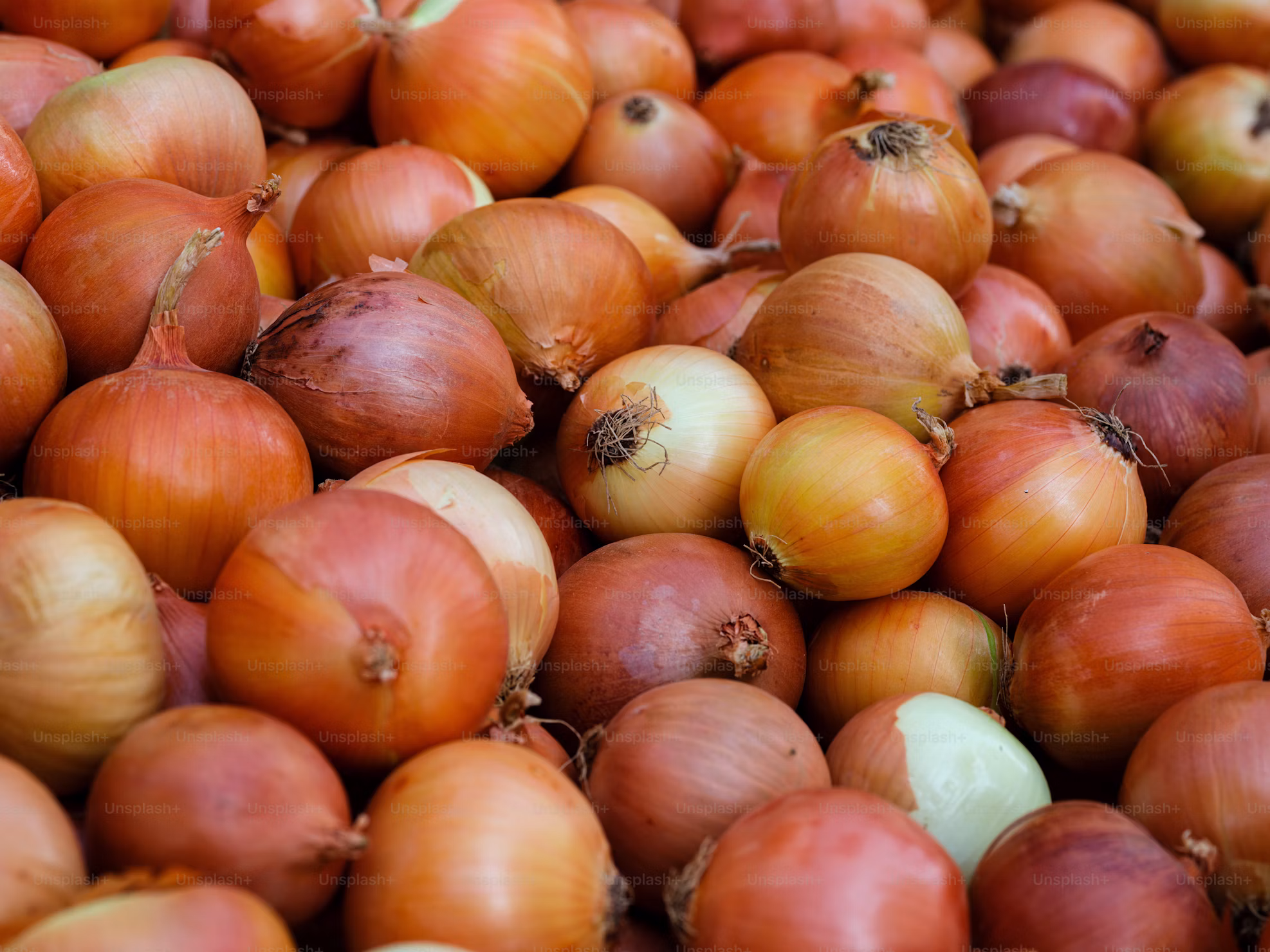 Golden Onion photo 2