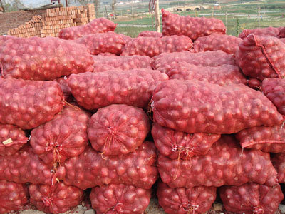 Golden Onion photo 3