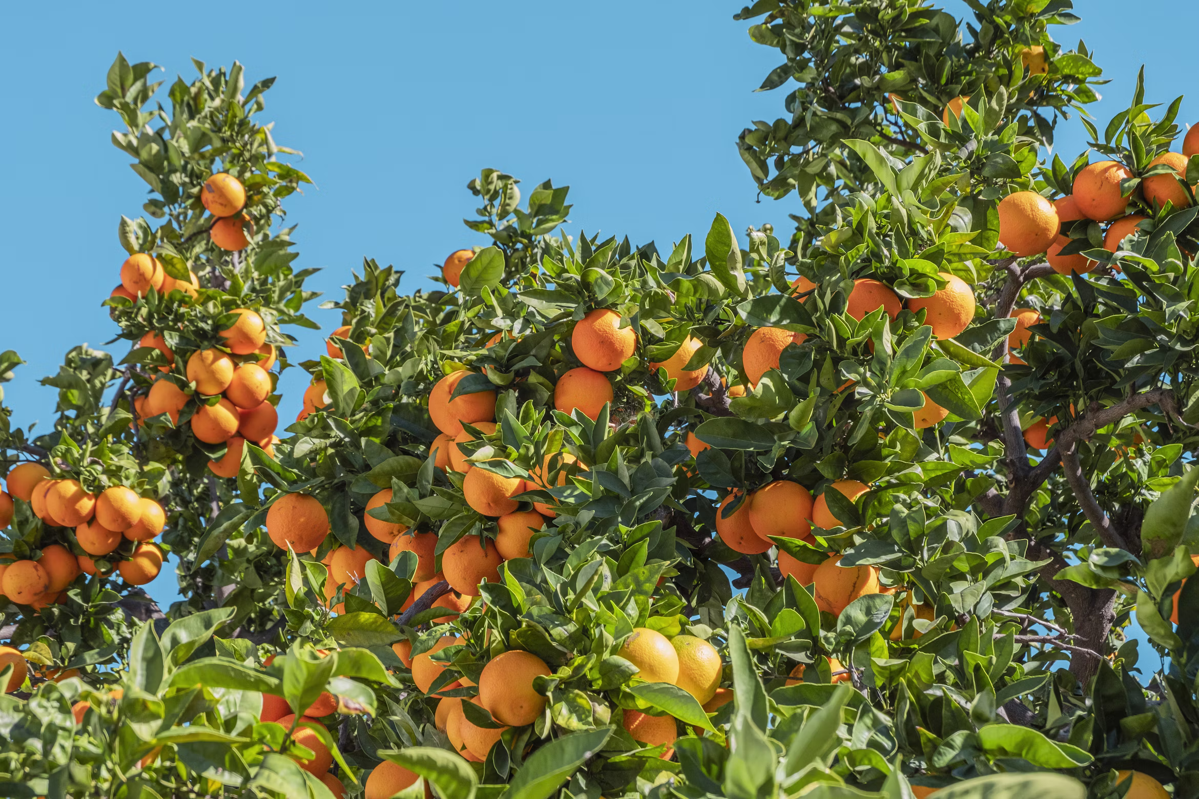 Orange photo 2