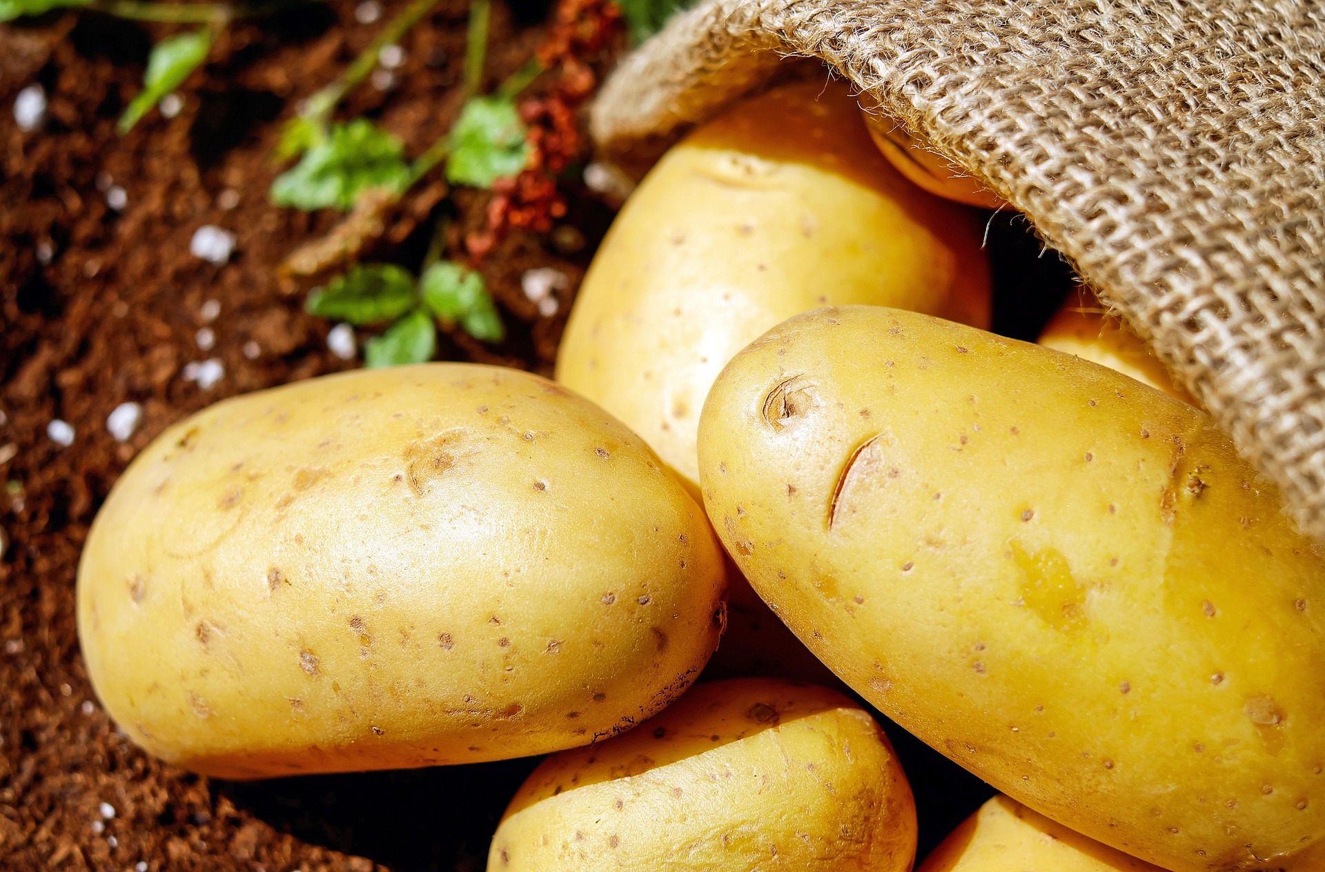Potato photo 1