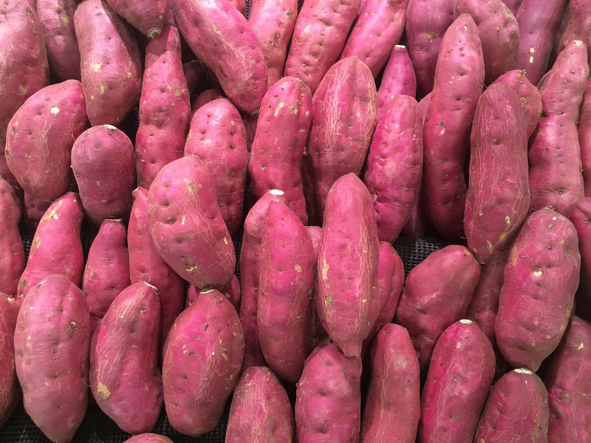 Sweet Potato photo 1