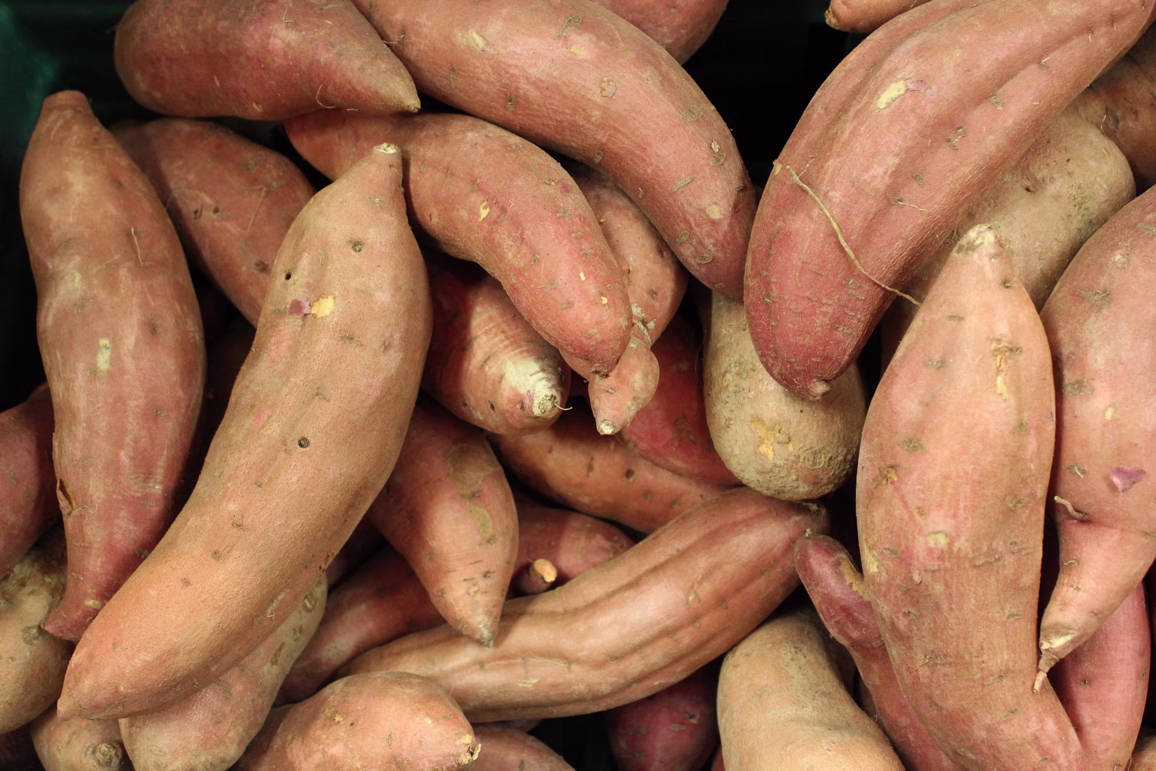 Sweet Potato photo 2
